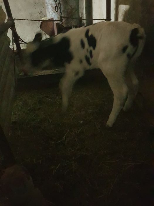 Продам телёнка родился 26.03