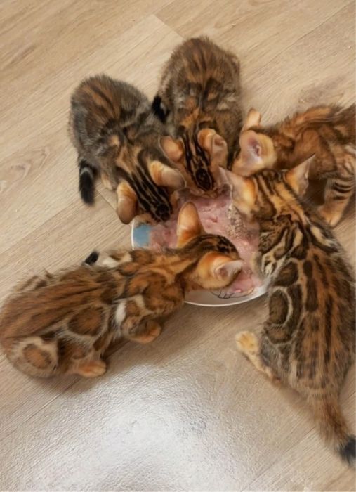 Бенгальские котята