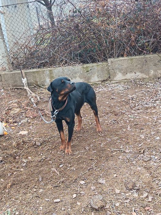 Крупная сторожевая собака