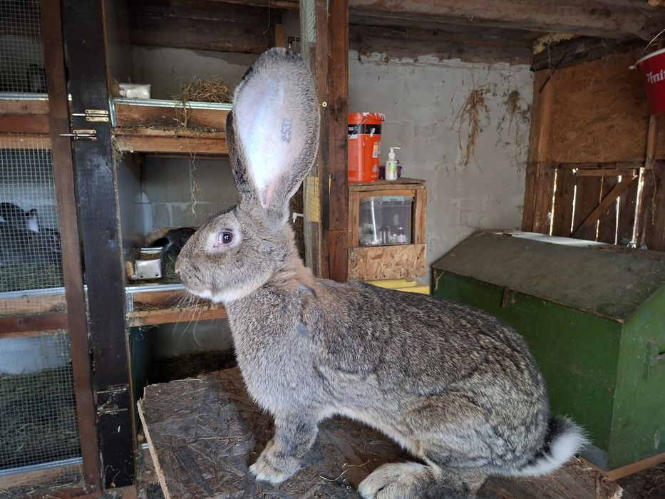 Iepuri uriaș german gri