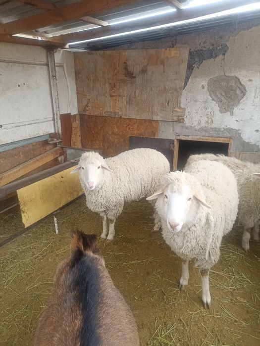 Меринос тохтушки, непокрытые.