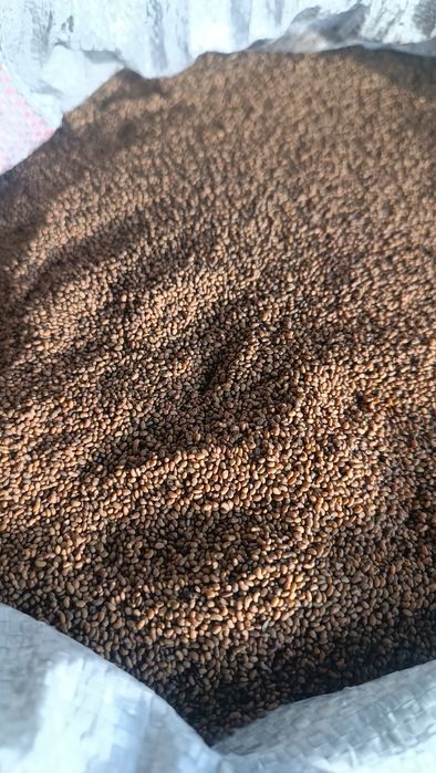 Жоңышқа ұрығы (Семена люцерны) сатылады