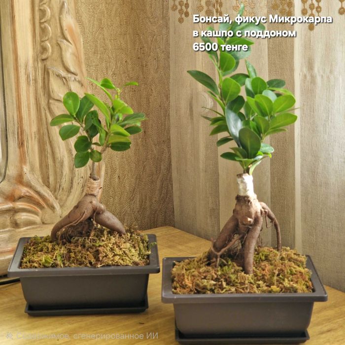 Суккуленты, флорариумы, композиции