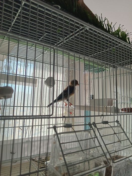 Гибрид щегол+канарейка.