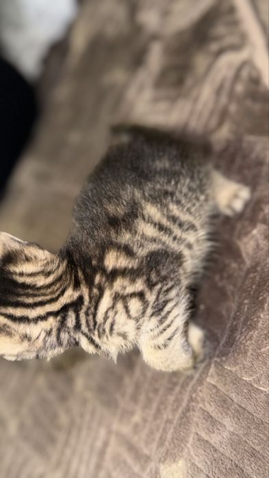 Бенгальские котята бастарды