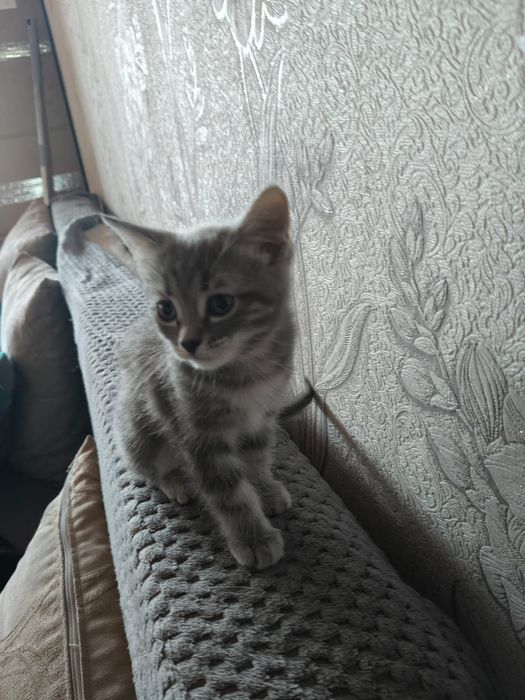 Отдам котенка в добрые руки