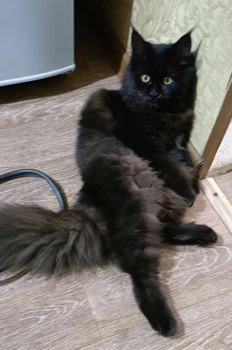 Отдам котенка девочка!
