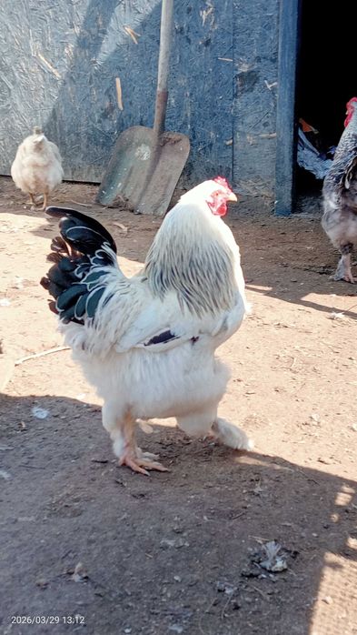 Продам петуха 8 месяцев
