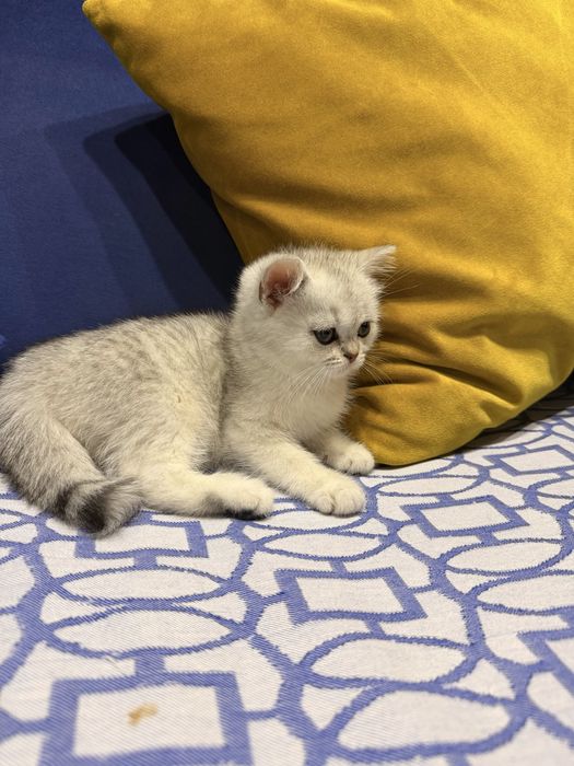 Шотланский Скоттиш Страйт !