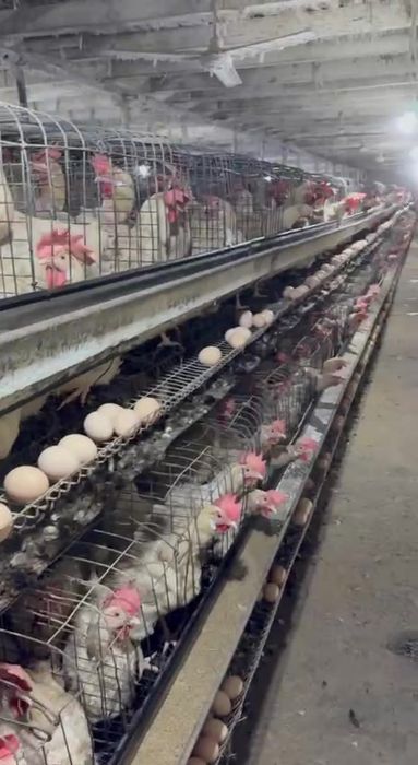 Ломан Сенди товуклари сотилади ок фирма товуклари тухумда абёмда бор