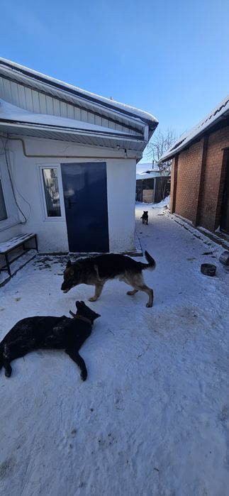 Щенок немецкой овчарки