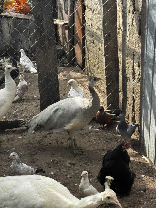 pauni pui si maturi de vanzare