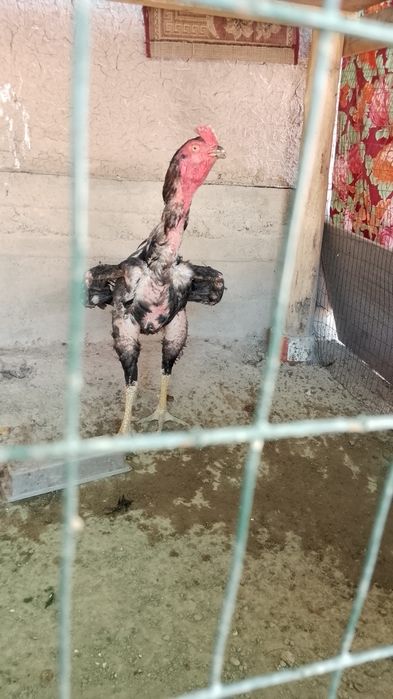 Xoʻroz zotli 2marta urushkan 5minitka bormi xal qigan raqibi pul zaril
