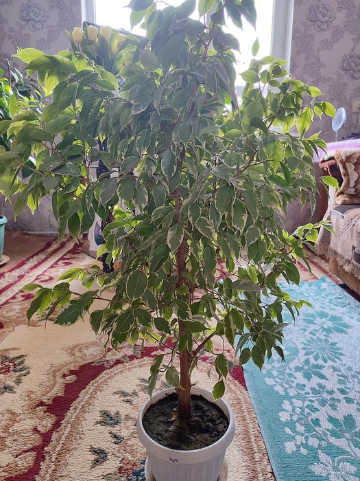 Фикус Бенджамина