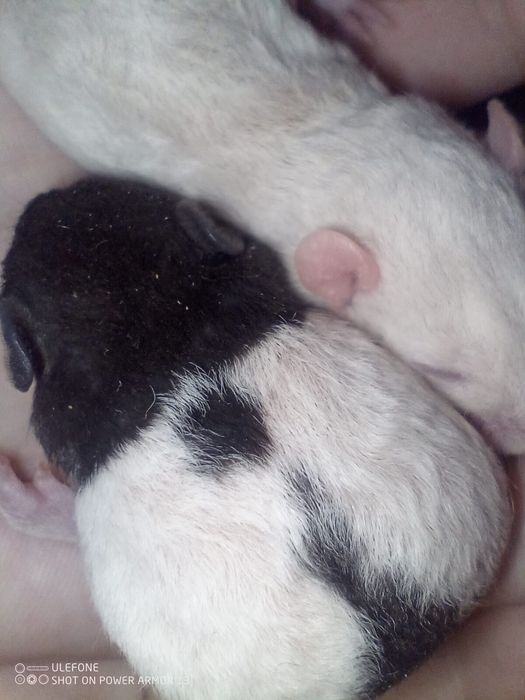 Продам ручных крысят