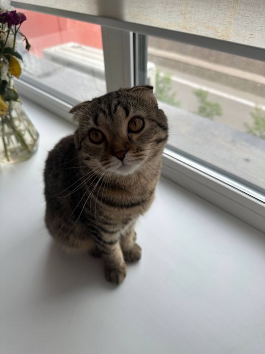 Шотладская вислоухая кошка