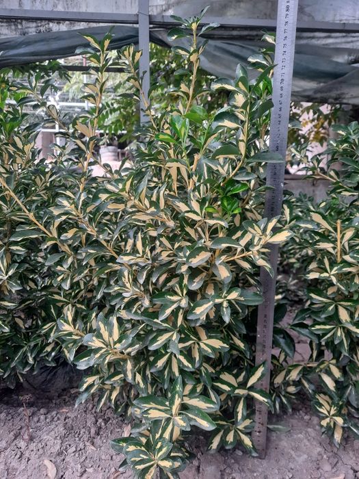 Бердске японский,Euonymus japonicus,Aucuba japonica,Gold Dust Plant op