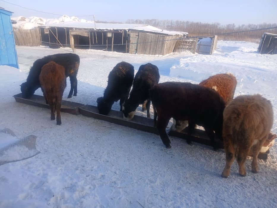 Продам 5 телок 2 бычка