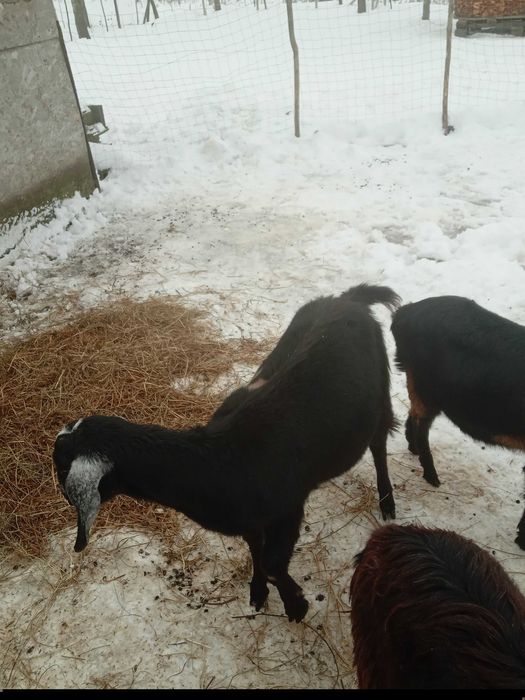 Vand iede anglon̈ubian originale!!!