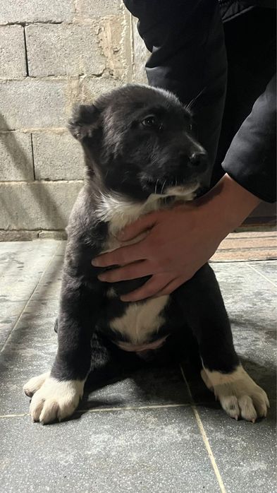 Продажа щенки Алабай САО