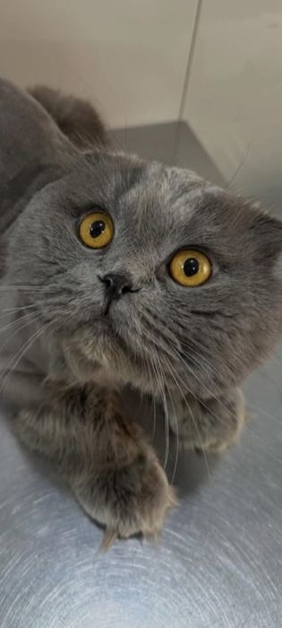 МЕГА Ласковый кот с принадлежностями!