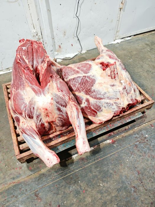 Оптом мясо говядины телятины конины