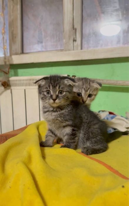Прекрасный вислоухие котята