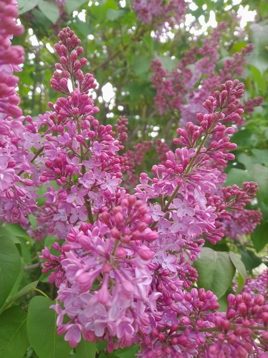 Серень серень атырау