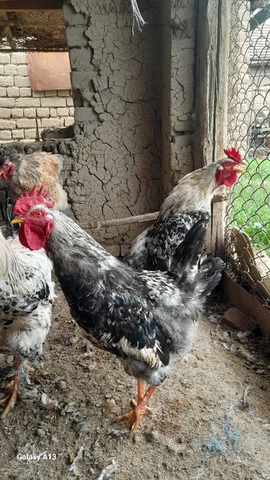 Brama xoroz sotiladi