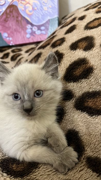 Американский керл