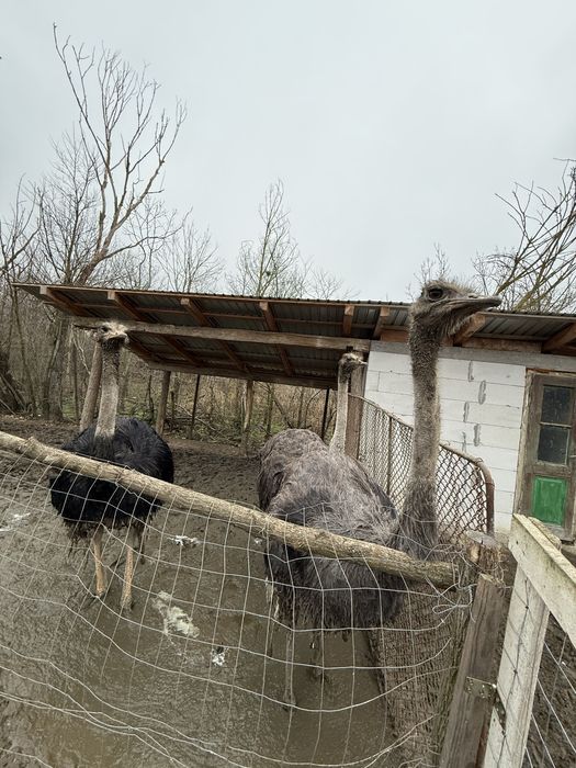 Vand Struti adulti 1 an si 8 luni