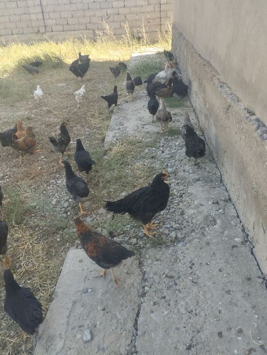 Жағдай жақсы уй тауықтары