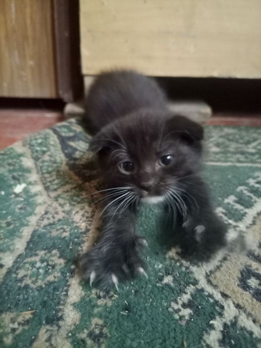 Отдам котят для хорошие руки
