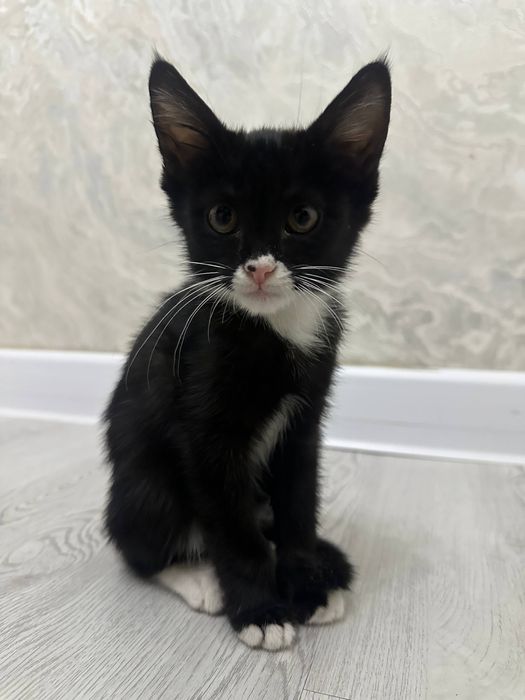 Котёнок ищет дом