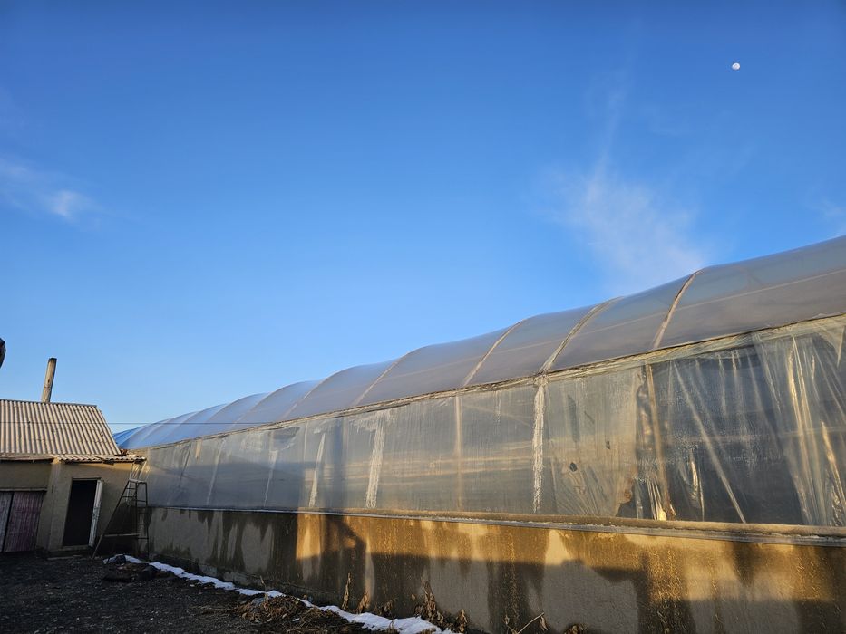 Иссикхона Теплица Парник Лимонария Навоий Вилоят Кармана Эски Шахарда