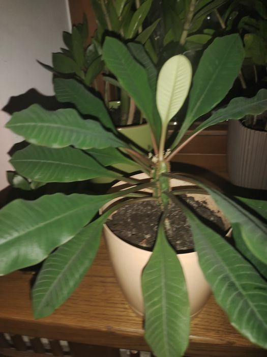 Растение Молочай