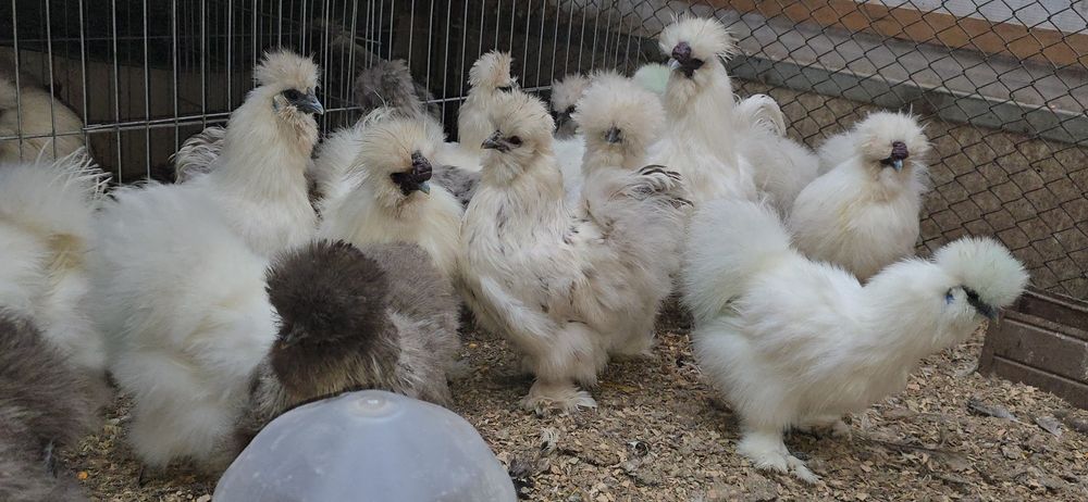 Matase japoneză adulte si puisori