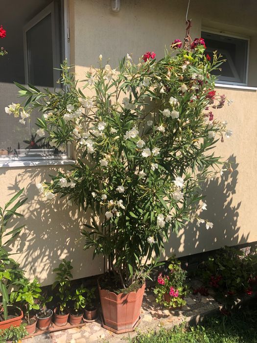 Plante decorative - Oleandrii