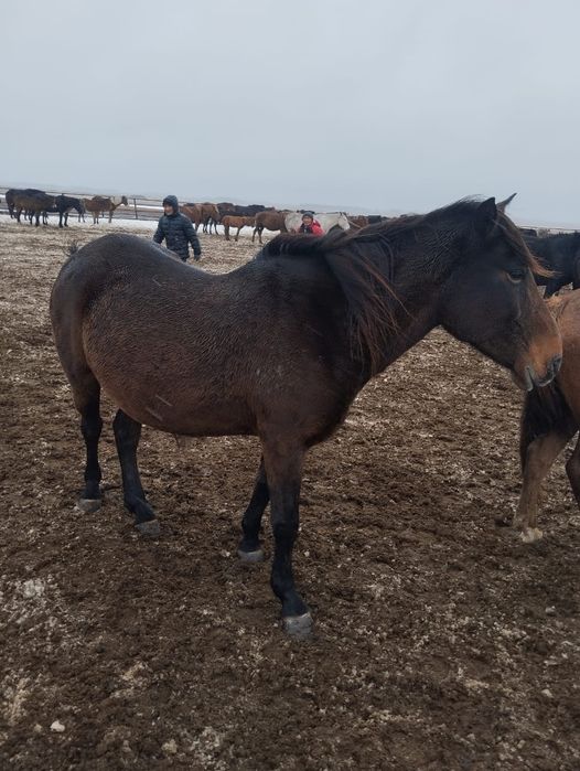 Селхоз продам кабыла