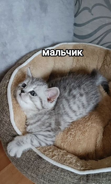 Британские котята