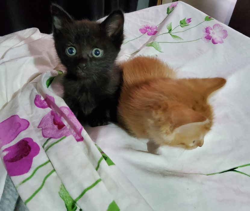 Малышечки кошечки