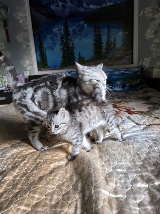 Британка вискас скотиш страйт