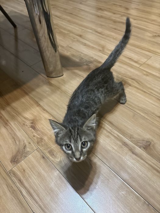 Отдам Котенка даром