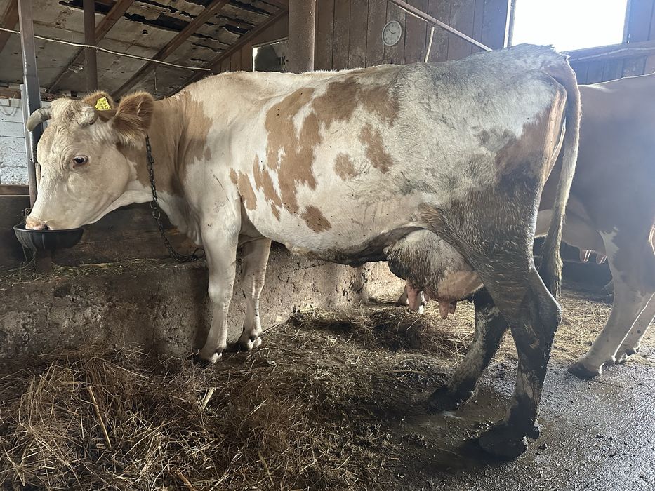 Vaca buna de lapte BR