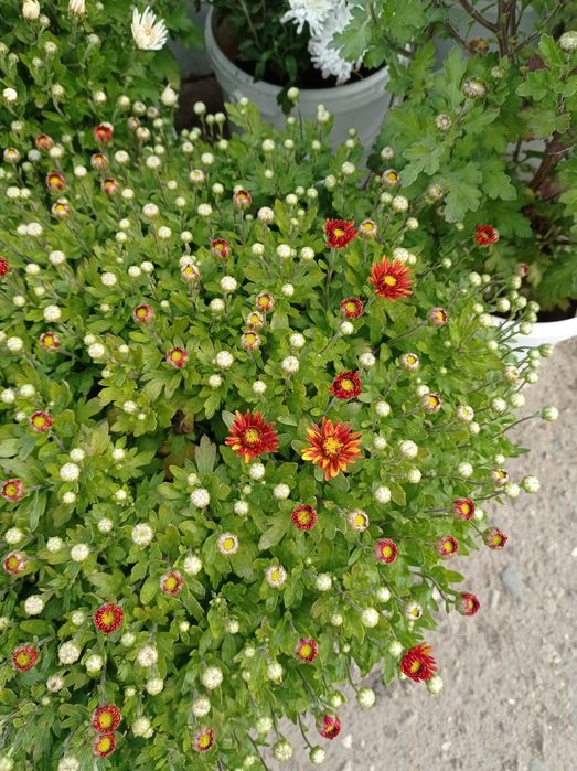 Хризантема мульт флора распродажа