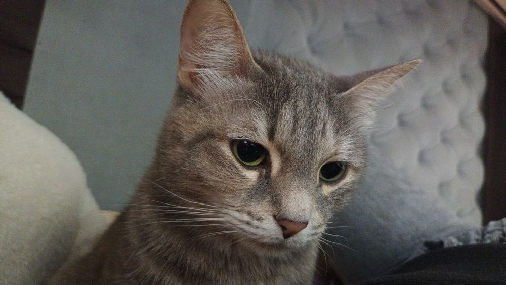 Ищем принца для нашей кошечки.