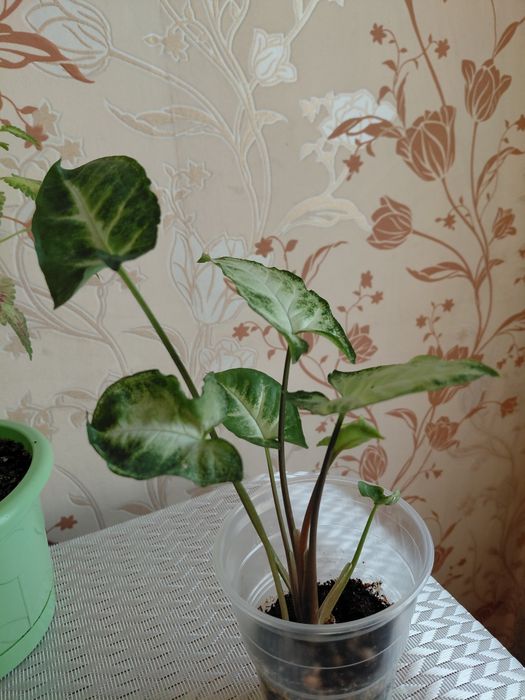 Продам   комнатные цветы