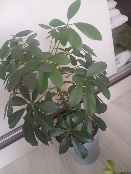 Продам цветы комнатные