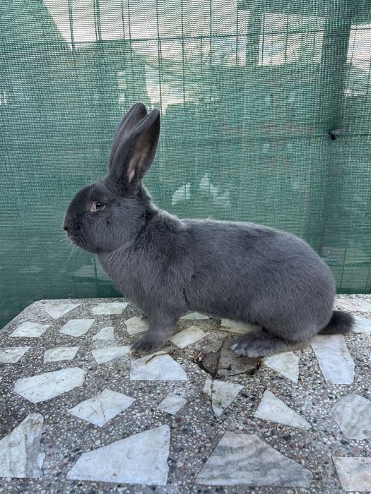 Mascul fluture german