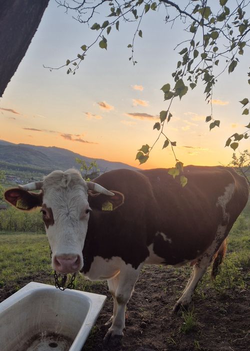Vacă și vițică de vânzare